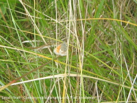 Small Heath