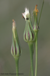 Goat's-beard