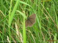 Ringlet