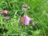 Six spot burnet