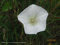 Large Bindweed