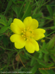 Potentilla reptans