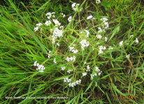 Marsh Bedstraw