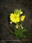 Large-leaved Evening Primrose