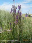 Purple Toadflax