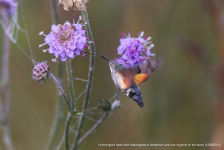 Hummingbird hawk-moth