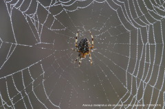 Garden Spider