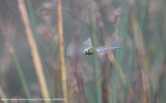 Southern Hawker