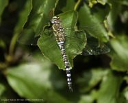 Migrant Hawker