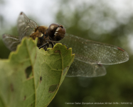 Common Darter