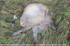 Barrel Jellyfish