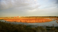 Bull Wall Reed Marsh Nov 2014