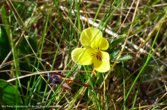 Viola tricolor