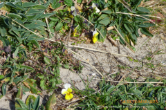 Viola tricolor