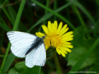 Green-veined White