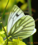 Green-veined White