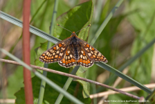 Marsh Fritillary