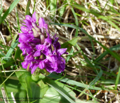 Early Marsh Orchid