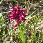 Early Marsh Orchid