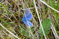 Common Blue