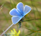 Common Blue