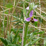 Bee Orchid