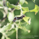 Yellow-tail moth