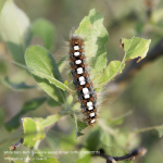 White Satin Moth