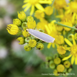 Common Footman