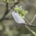 White Satin Moth