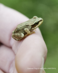 Common Frog