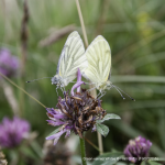 Green-veined white