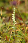 Autumn Lady's-tresses