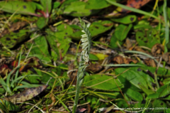 Autumn Lady's-tresses