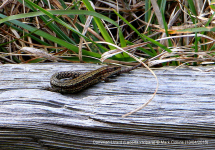 Common Lizard