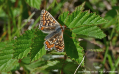 Marsh Fritillary