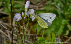 Green-veined White