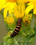 Cinnabar Moth caterpillar