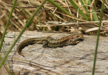 Common Lizard