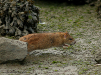 Brown Rat