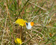 Orange Tip