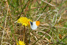 Orange Tip