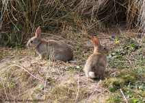 Rabbits