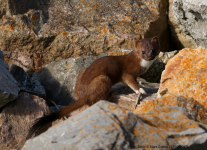 Stoat