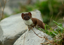 Stoat