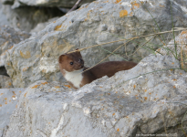 Stoat