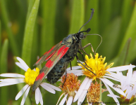 Six-spot Burnet Moth