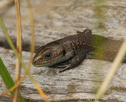 Common Lizard