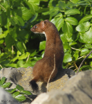 Stoat