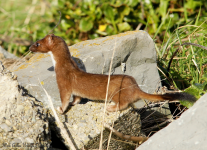 Stoat